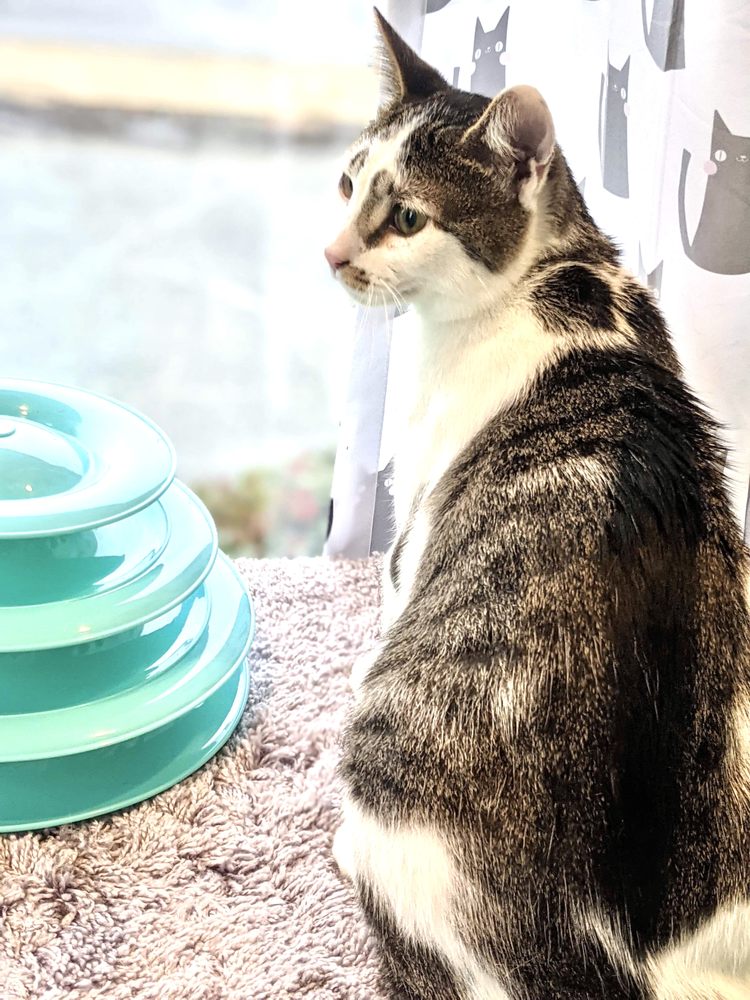 Purr Life Luxury Cat Resort & Grooming