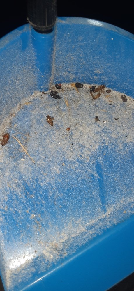 Arrington Termite & Pest Control