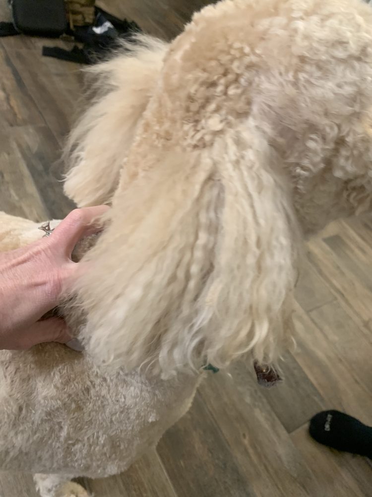 The Pampered Pooch