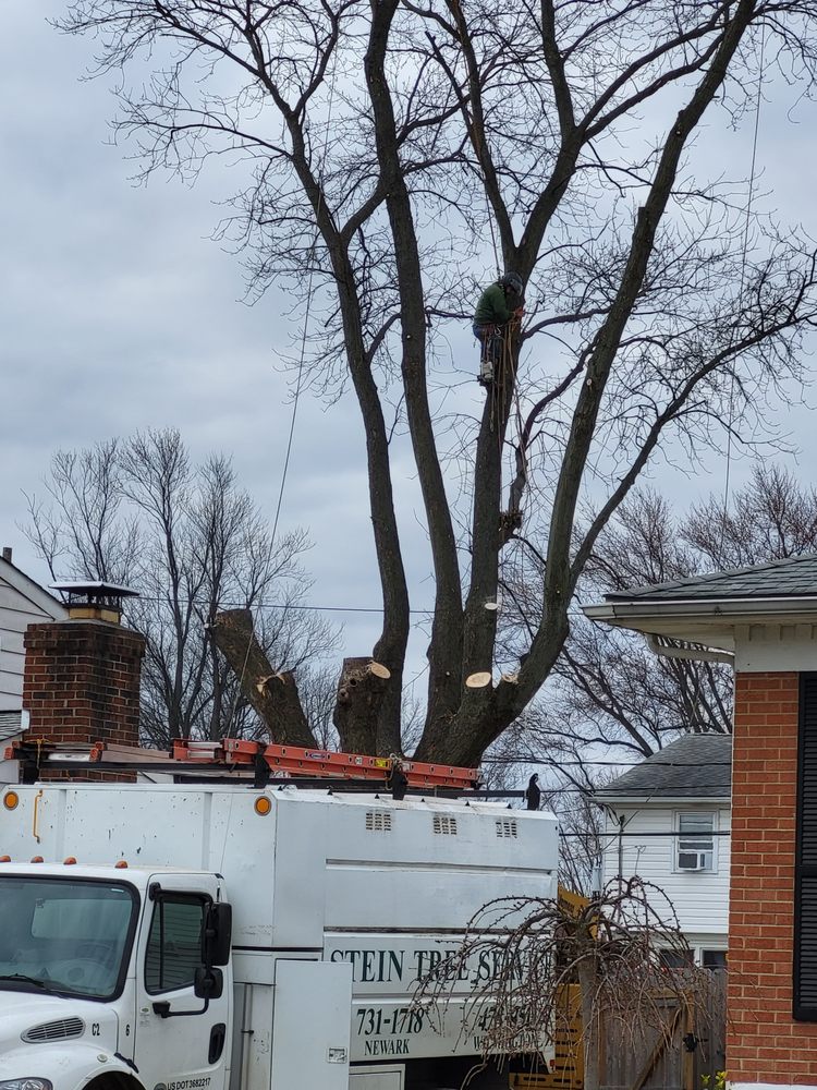 Stein Tree Service