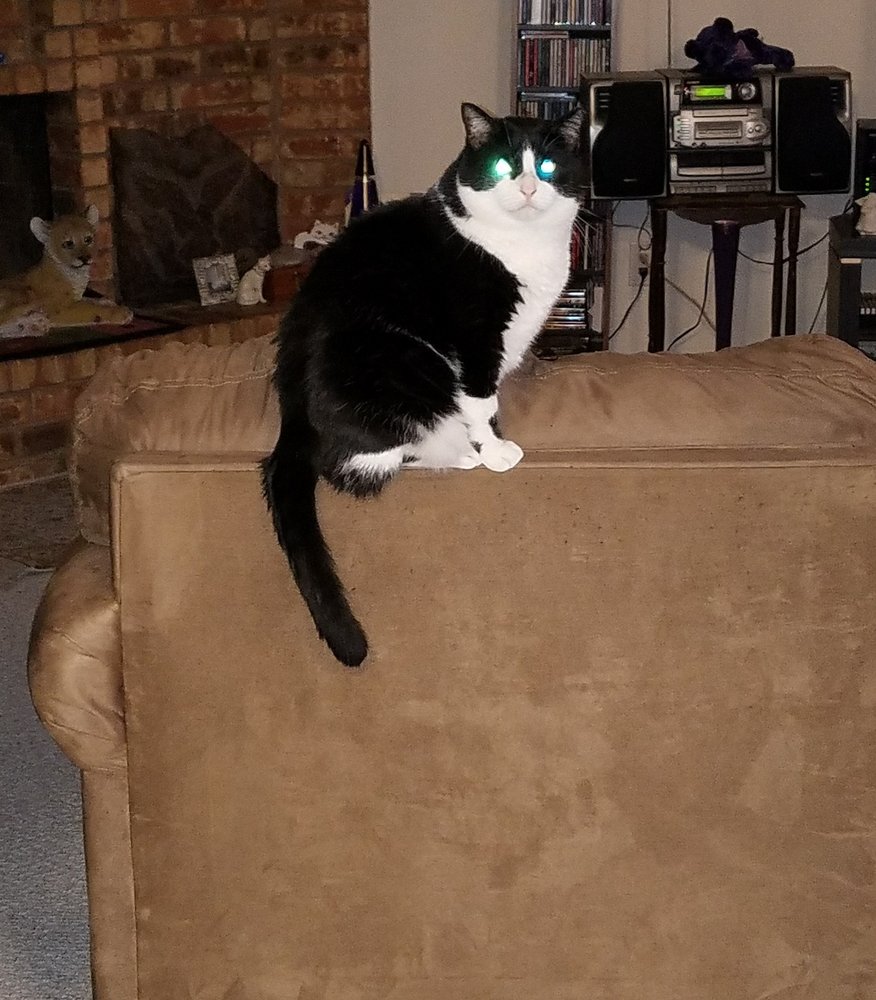 My Cat Concierge