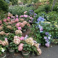 Shorty S Garden Center 20 Photos 34 Reviews Nurseries Shorty S Garden Center 20 Photos 34 Reviews Nurseries