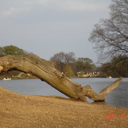 Snaresbrook road woods