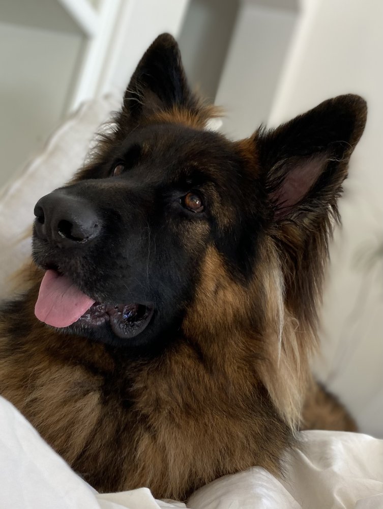 image of business Ladera Ranch Animal Hospital