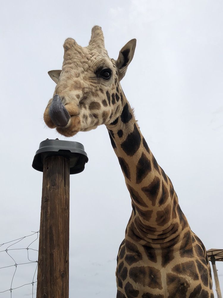 Out of Africa Wildlife Park 1076 Photos & 378 Reviews Zoos 3505 W State Rt 260, Camp Verde