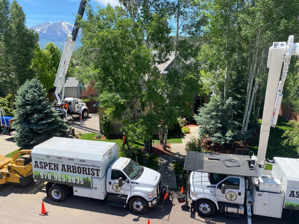 image of business Aspen Arborist