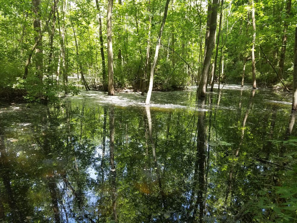 View from the "expert" loop of the trail. - Yelp