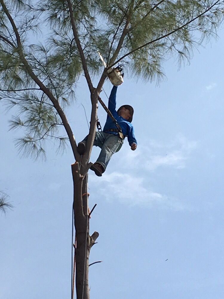 Removal Of A Australian Pine Tree Yelp 17 Photos For Affordable Tree Service Inc Miami Dade Broward