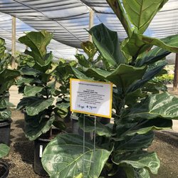 Evergreen Nursery 44 Photos 67 Reviews Nurseries Gardening Photo Of Evergreen Nursery San Go Ca United States