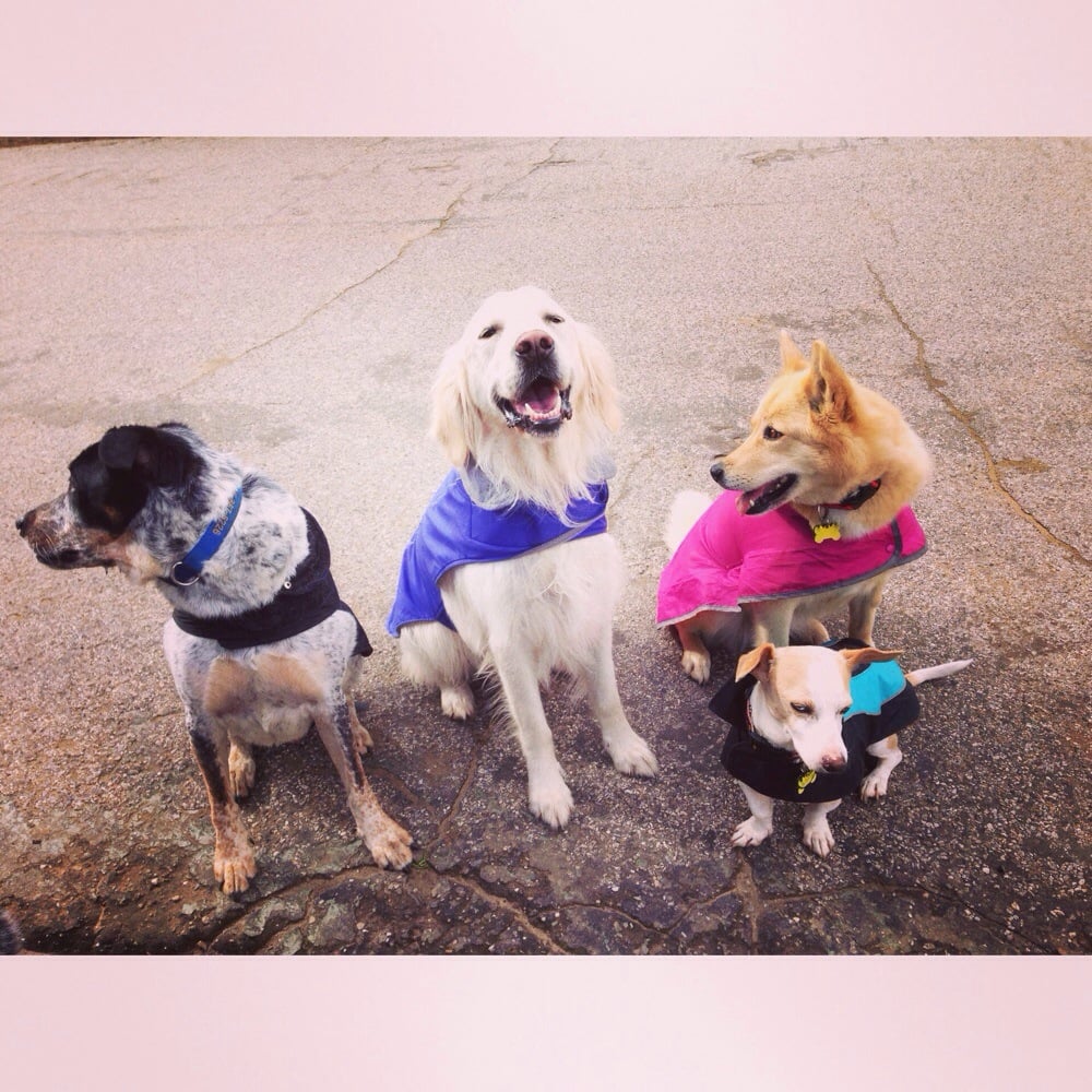 Above And Beyond Dog Walking Above And Beyond Dog Walking