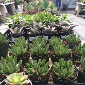Highway 92 Succulents 142 Photos 88 Reviews Nurseries Highway 92 Succulents 142 Photos 88 Reviews Nurseries
