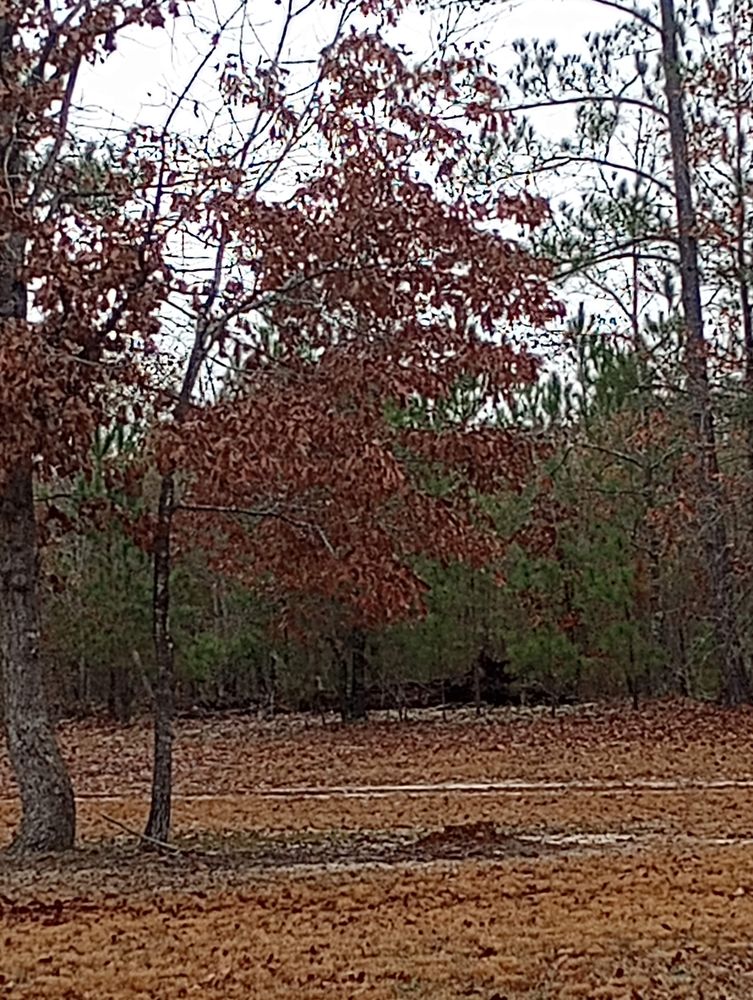 Tucker's Tree Service and Stump Grinding