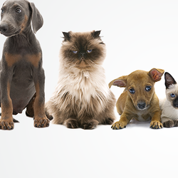 dog grooming st joseph mo dog grooming st joseph mo