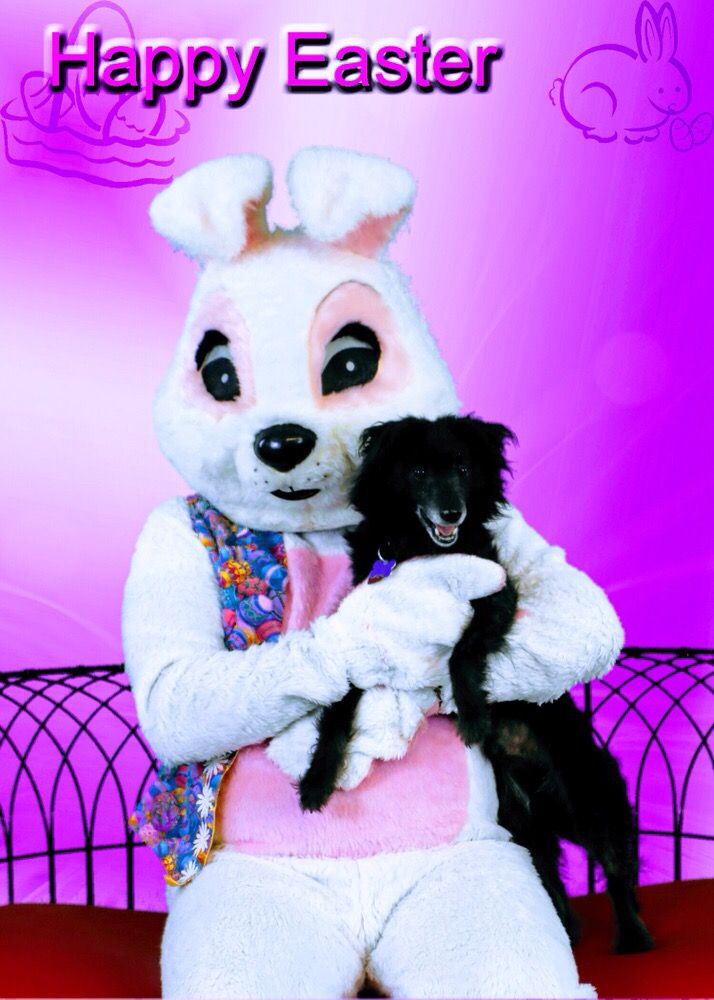 Animal Hospital of Nashua 20 Photos &amp; 27 Reviews