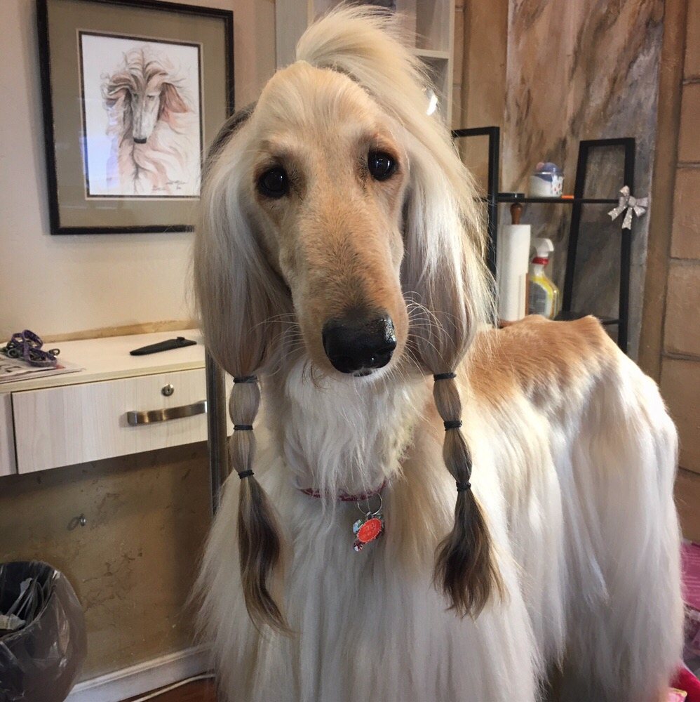 Beauty Of The Beast 23 Photos & 15 Reviews Pet Groomers 13 W Pine St, Lodi, CA Phone