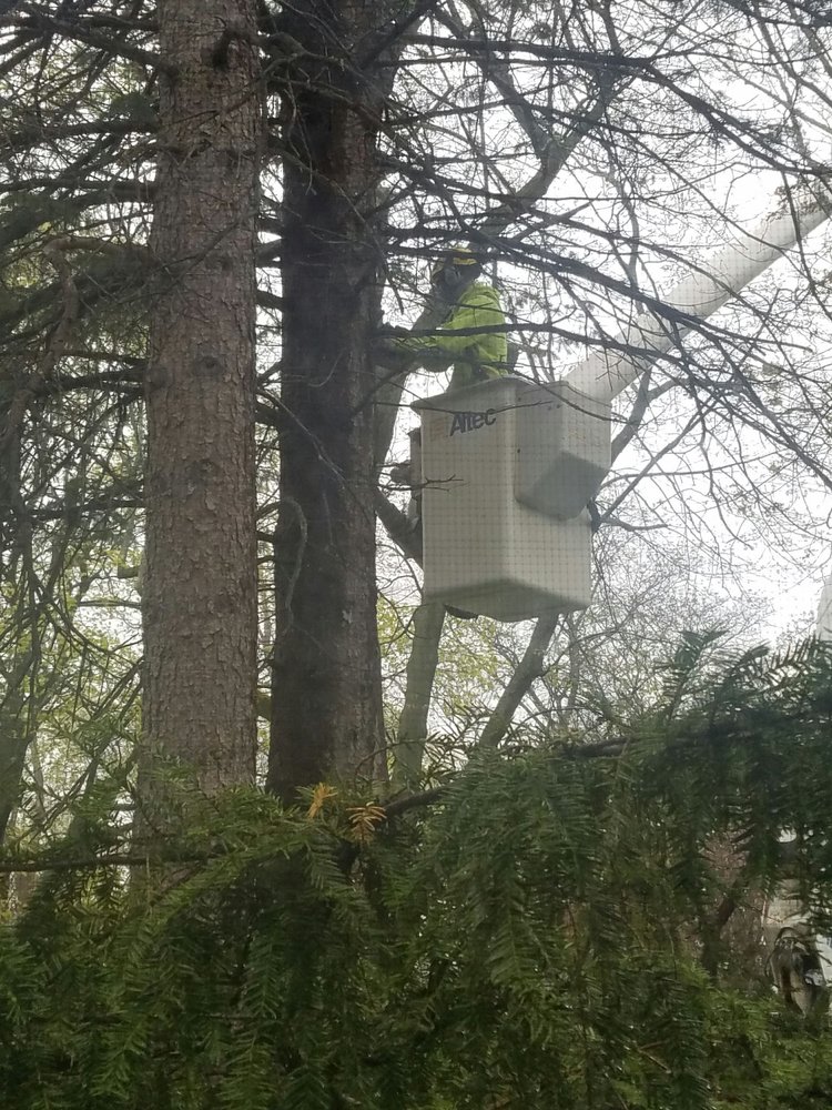 ML TREE SERVICE