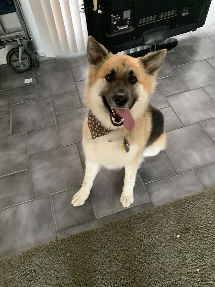 cindy's dog grooming