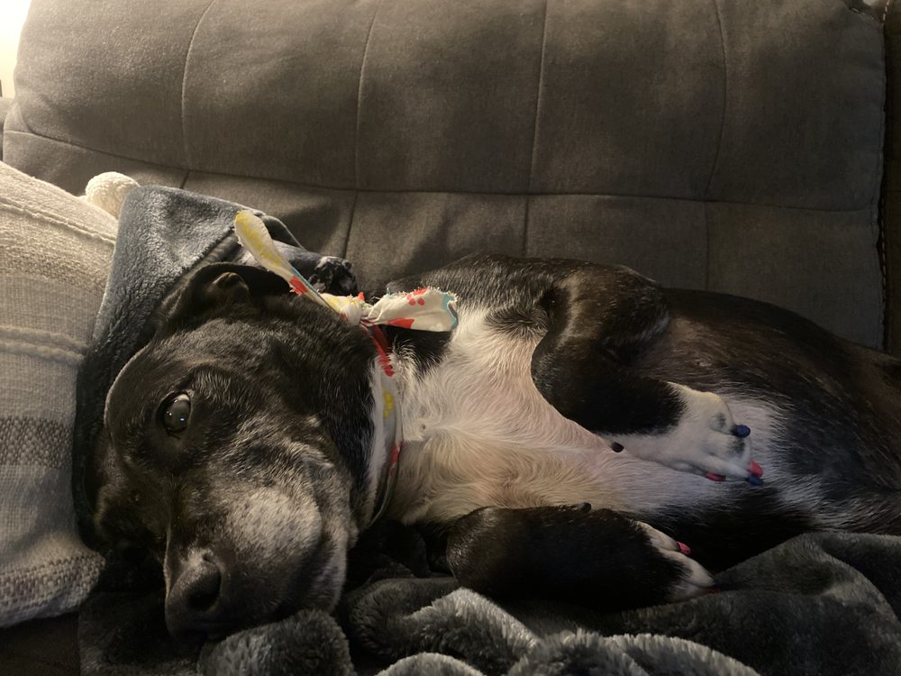 Kalico Luxury Dog Spa