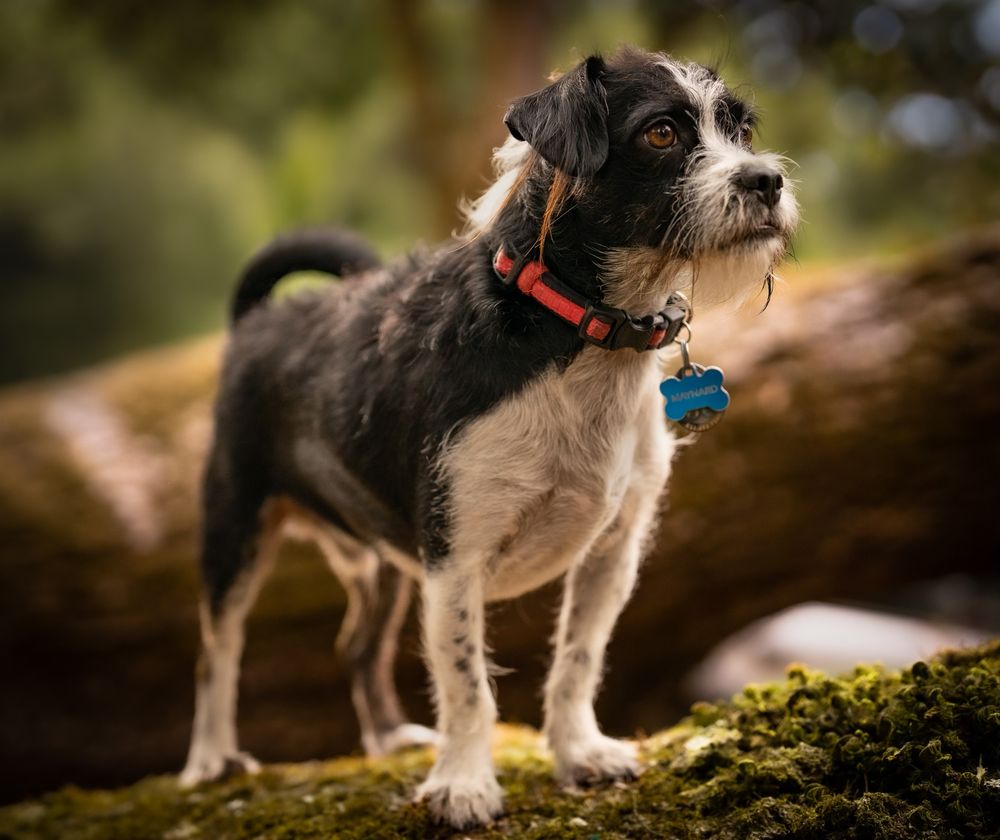 Portraits By Tashi