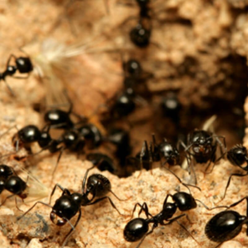 Top Line Pest Control