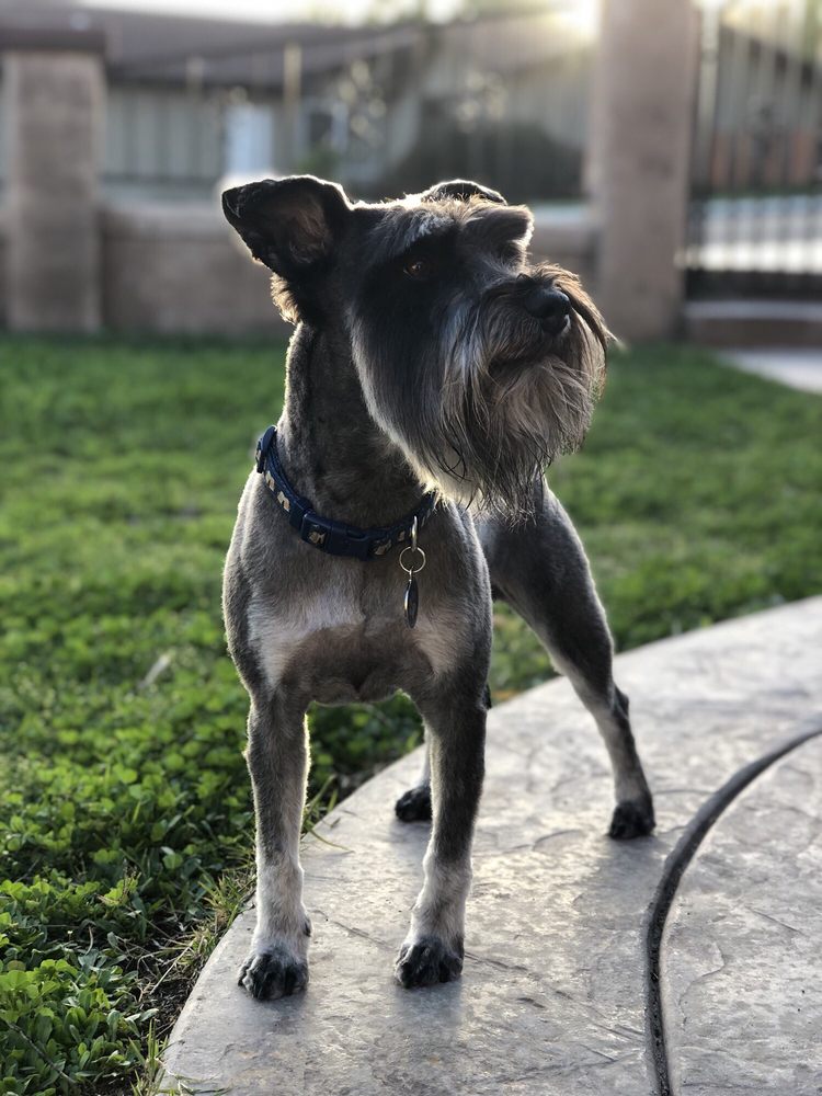 schnauzer mohawk cut