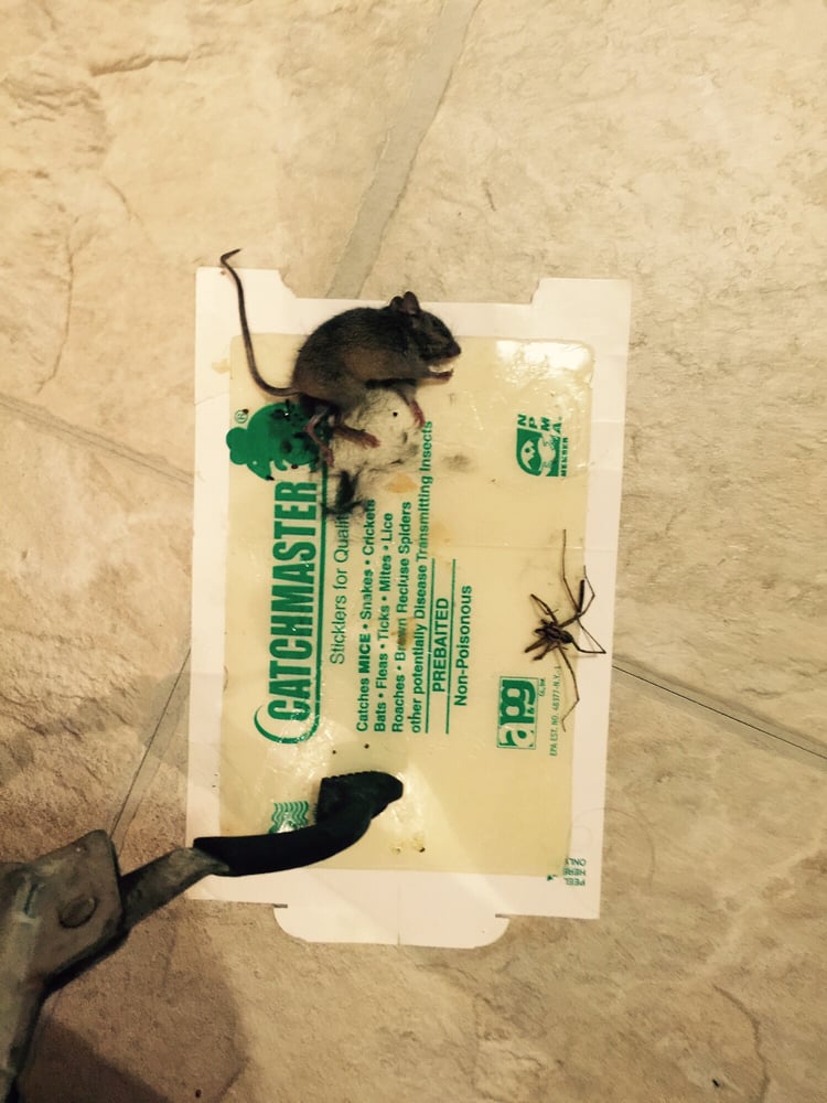 PURCOR Pest Control