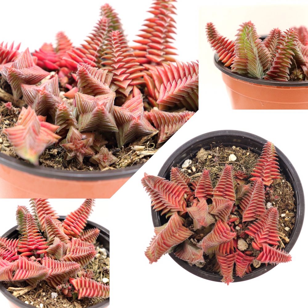 P & C Nursery