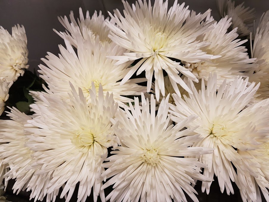 Toronto Bulk Flowers