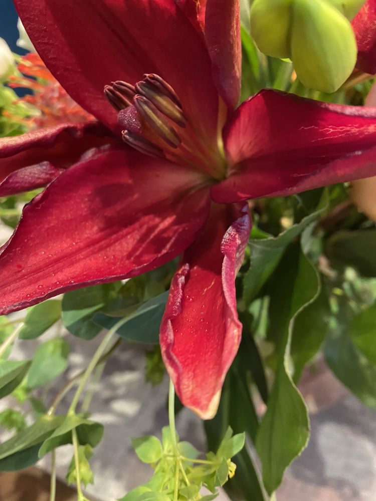 West Van Florist Home & Garden