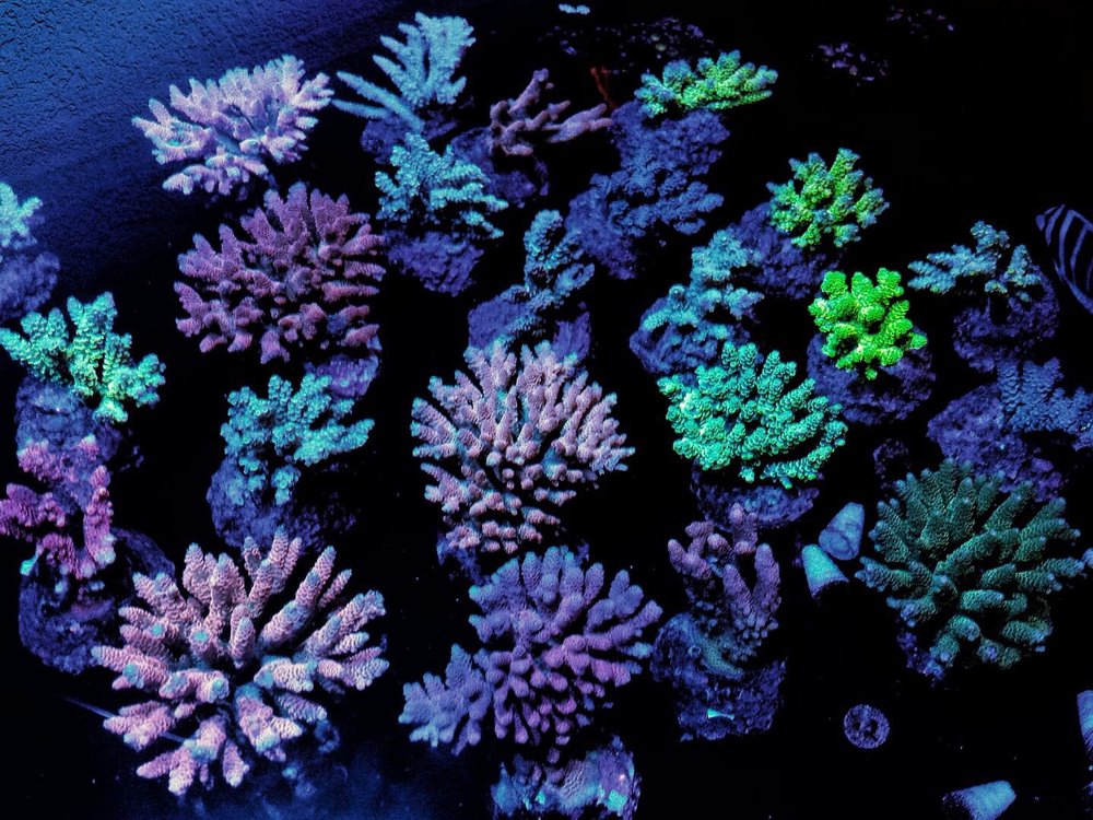 Clear Water Aquarium 25 Photos & 37 Reviews Local Fish Stores