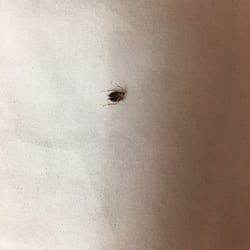 Motel 6 30 Photos 114 Reviews Hotels 12775 Encinitas Ave Photo Of Motel 6 Sylmar Ca United States Bed Bug Found On