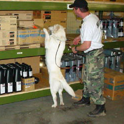 The Best 10 Pet Training Near Feeders Supply In Louisville Ky Yelp