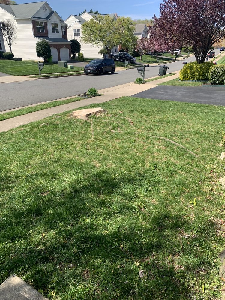 Sosa Tree Service