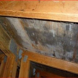 Portland Mold Solutions Most Up To Date Removal Request A Photo Of Portland Mold Solutions Most Up To Date Removal Gladstone Or