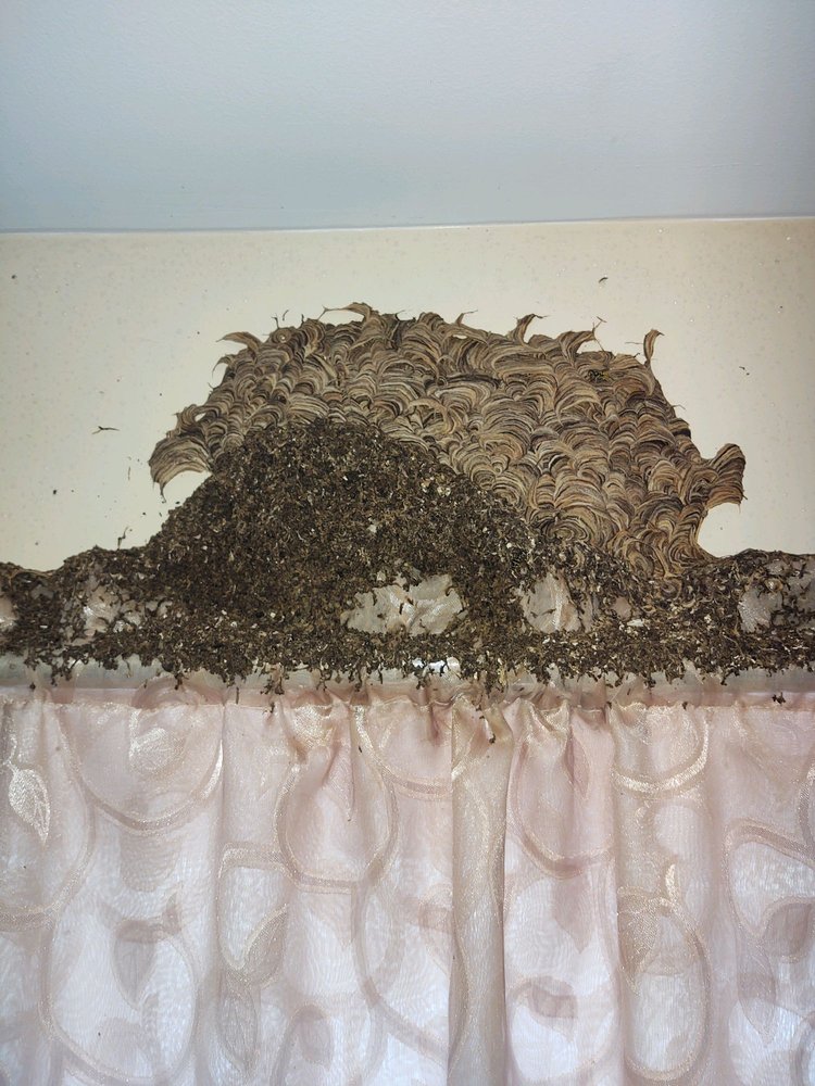 Pest-X Exterminating