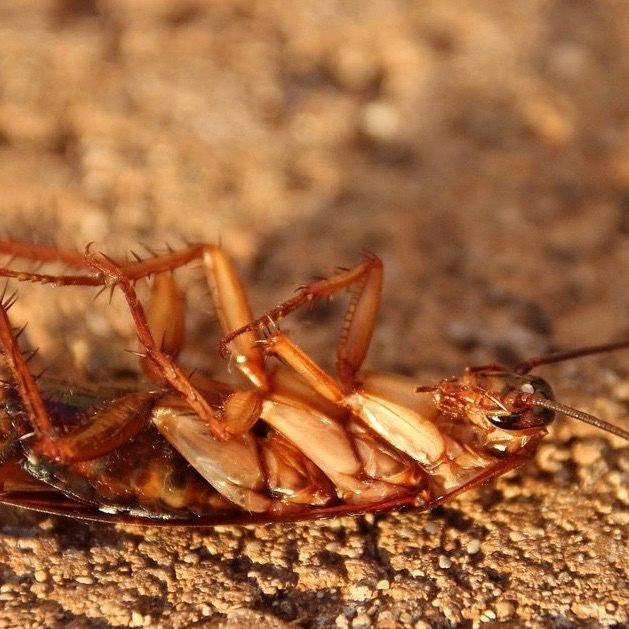 Pestco Professional Services