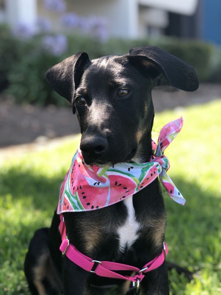 Kearny Mesa Veterinary Center