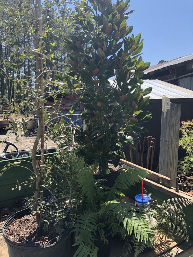 Finally Made Our Picks Little Gem Magnolia Weeping Holly Photo Of Red Mill Landscaping Nursery Durham Nc United States Finally