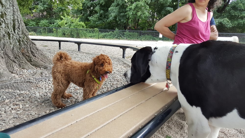 Puppy Ruby Meeting A Great Dane Saint Bernard Mix Yelp Photo Of Thorn Field Dog Park Arlington Ma United States Puppy Ruby