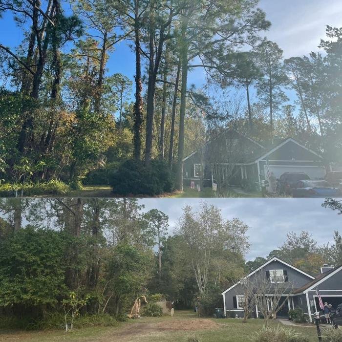 Northeast Florida Tree Experts