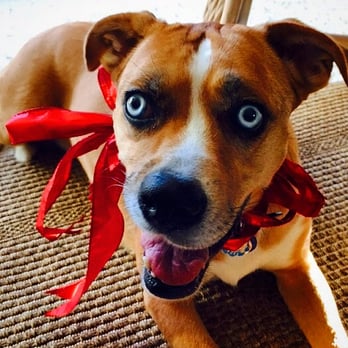 Sugar Mutts Rescue Closed 45 Photos 29 Reviews Dog Walkers Photo Of Sugar Mutts Rescue Brooklyn Ny United States Blue Our
