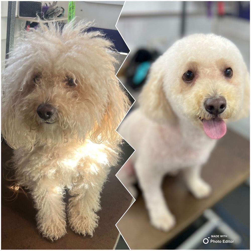 Pawsitive Friends Mobile Dog Grooming
