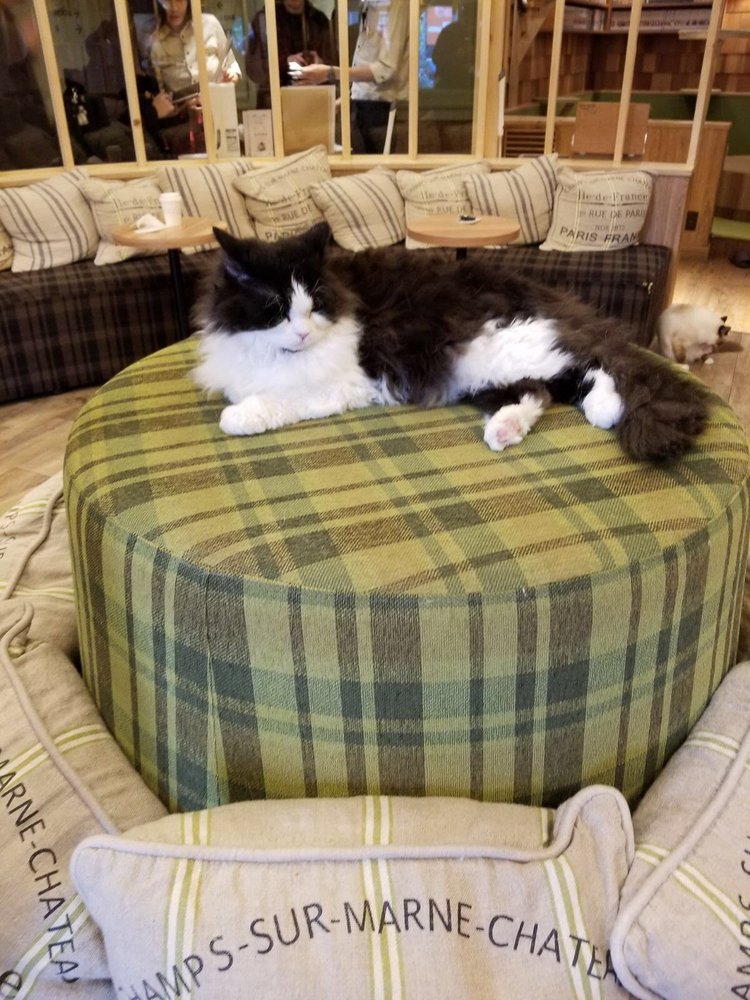 This Guy Was Probably The Boss Cat As He Walked Around Like 4 Photos For Cat Cafe Mocha Akihabara
