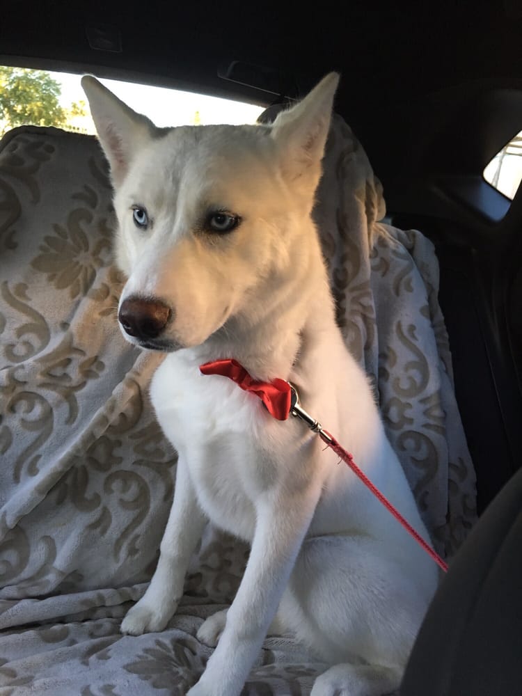 Fur Grooming Salon & Self Bathe 103 Photos & 133 Reviews Pet