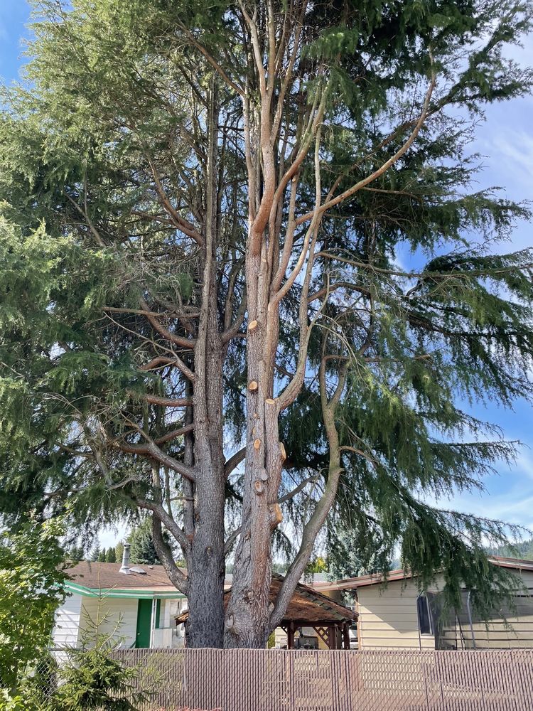 Northwest Residential Arborist And Excavating