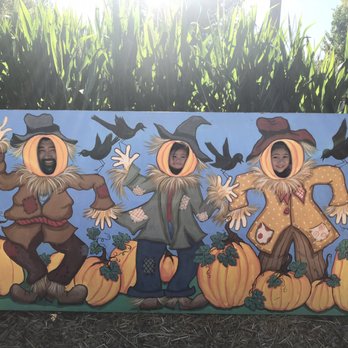 Live Oak Canyon Pumpkin Patch And Christmas Tree Farm - 576 Photos Photo of Live Oak Canyon Pumpkin Patch and Christmas Tree Farm - Redlands, CA, - Live Oak Canyon Pumpkin Patch And Christmas Tree Farm - 576 Photos