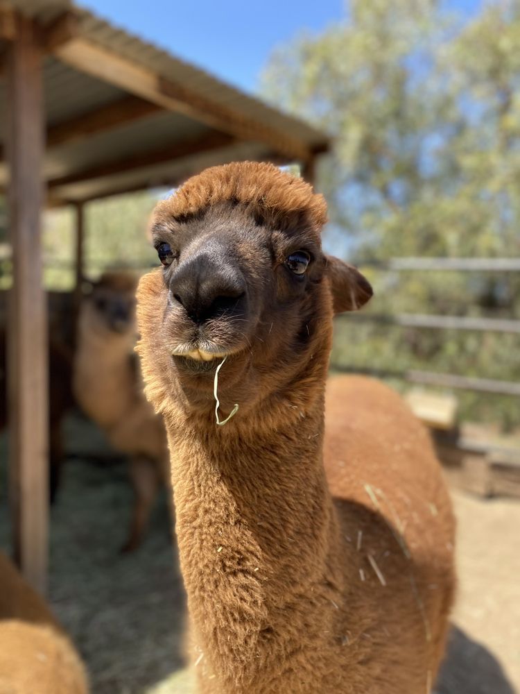 Sweet Water Alpaca Ranch