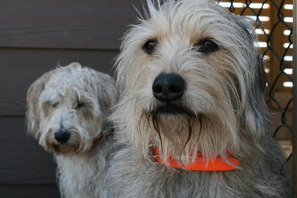 Dog Days of Birmingham 14 Photos & 14 Reviews Pet Boarding/Pet