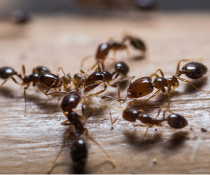 DM Pest Control