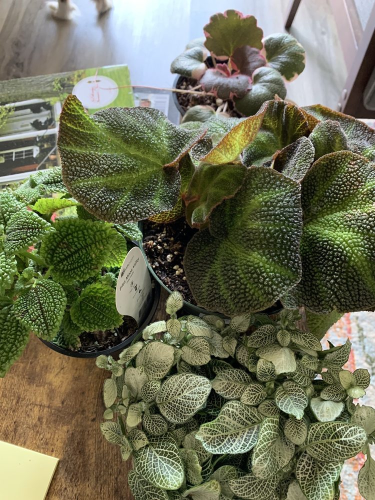 Seattle Plant Daddy